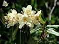 Three-Flowered Rhododendron